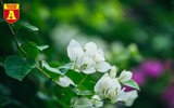 Hoa giấy bung nở khoe sắc ở Hà Nội